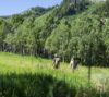 Two people hiking through a lush green meadow with tall grass, surrounded by dense birch trees, with a forested hill in the background on a sunny day near Sundance, Utah.