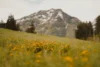 Grassy meadow sprinkled with yellow flowers and a view of a snow capped mountain in the background.